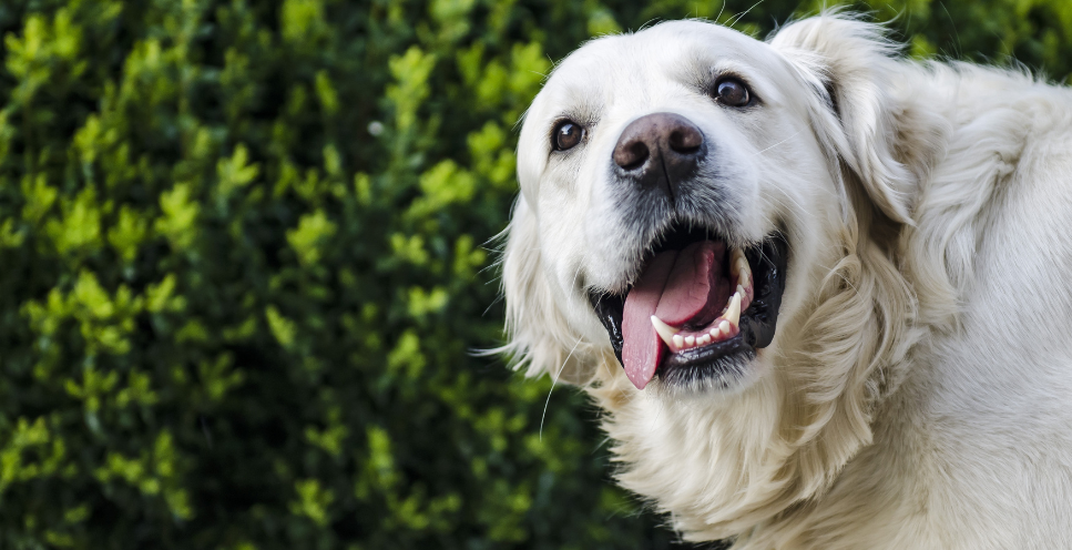 Opis rasy golden retriever.