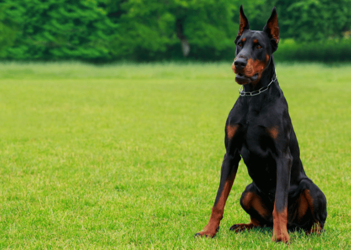 Pies doberman.