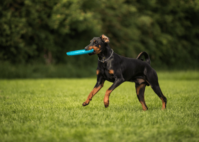 Szczeniak doberman.