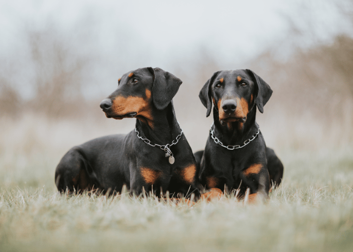 Dobermany