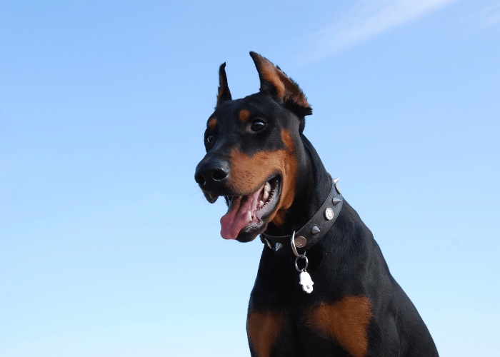 Doberman czy jest agresywny?