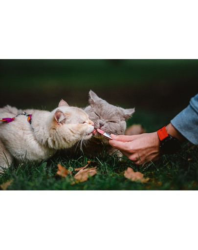 INABA Churu Cat kremowy przysmak dla kota tuńczyk i łosoś 56 g