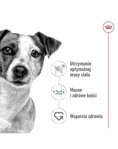 ROYAL CANIN Mini Adult 8kg karma sucha dla psów dorosłych, ras małych