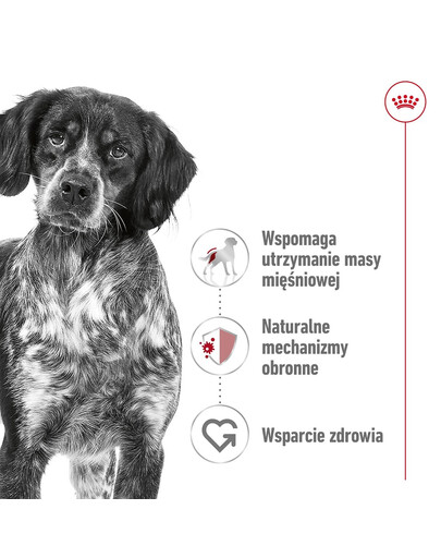 ROYAL CANIN Medium Adult 4kg karma sucha dla psów dorosłych, ras średnich