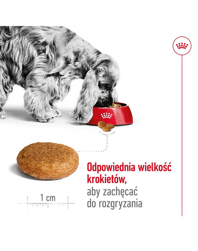 ROYAL CANIN Medium Adult 4kg karma sucha dla psów dorosłych, ras średnich