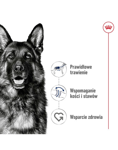 ROYAL CANIN Maxi Adult 10kg karma sucha dla psów dorosłych, do 5 roku życia, ras dużych