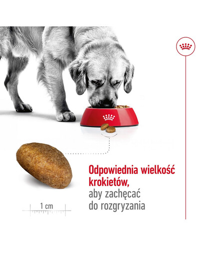 ROYAL CANIN Maxi Adult 10kg karma sucha dla psów dorosłych, do 5 roku życia, ras dużych