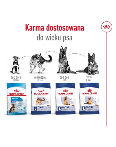 ROYAL CANIN Maxi Adult 10kg karma sucha dla psów dorosłych, do 5 roku życia, ras dużych