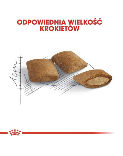 Royal Canin Senior Ageing 12+ 2 kg- sucha karma dla starszych kotów powyżej 12 roku życia 2kg